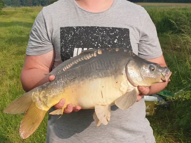Karpfen