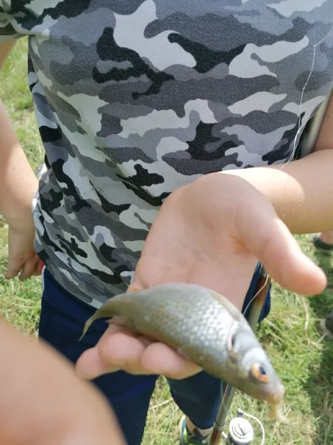 Rotauge