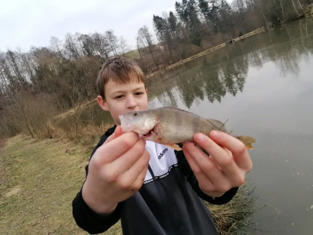 Flussbarsch