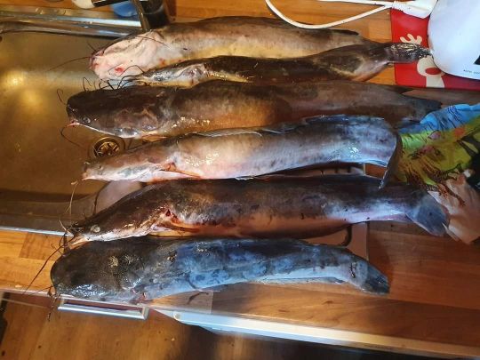 Afrikanischer Raubwels