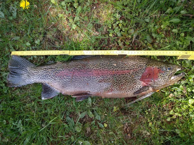 Regenbogenforelle