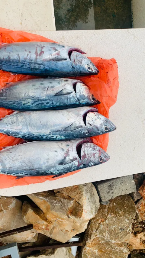 Thunfisch