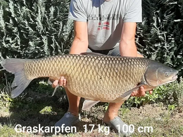 Graskarpfen