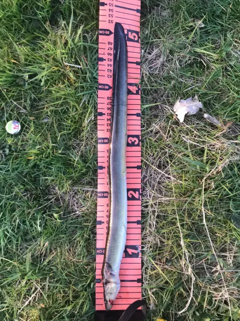Aal