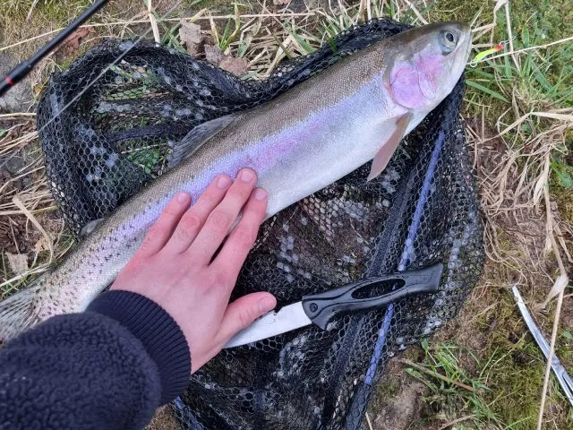Regenbogenforelle