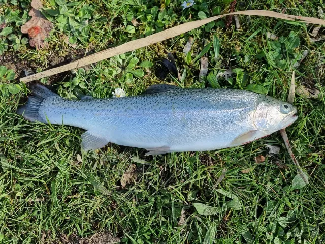 Regenbogenforelle