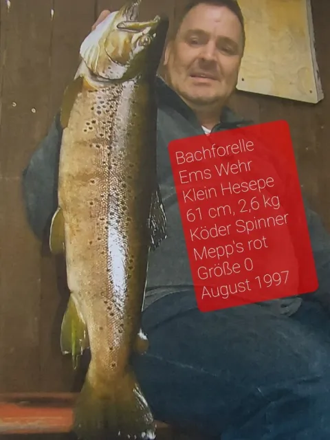 Bachforelle
