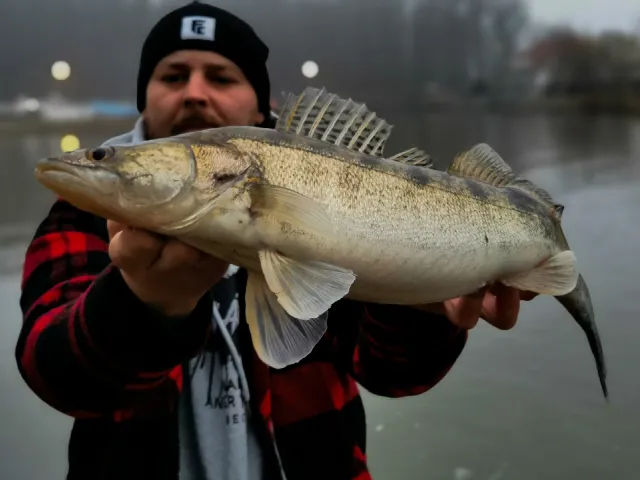 Zander
