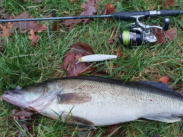 Zander