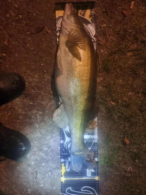 Zander