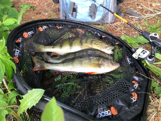 Flussbarsch