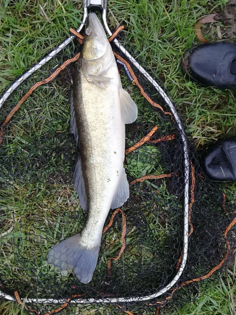 Zander