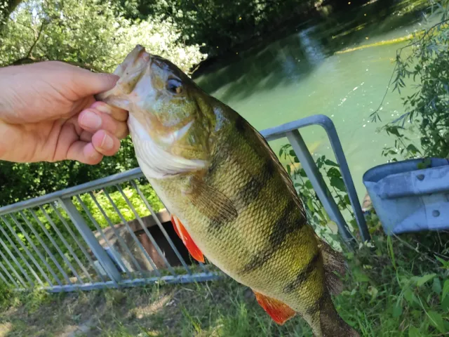 Flussbarsch