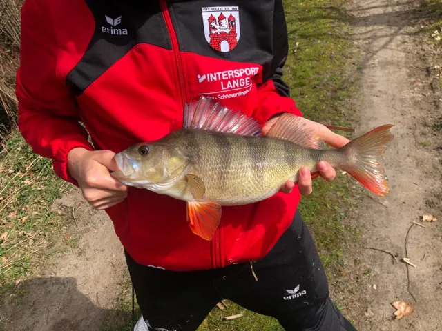 Flussbarsch