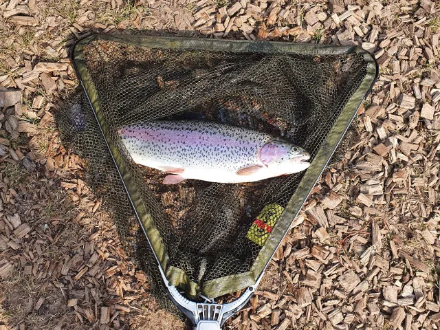 Regenbogenforelle