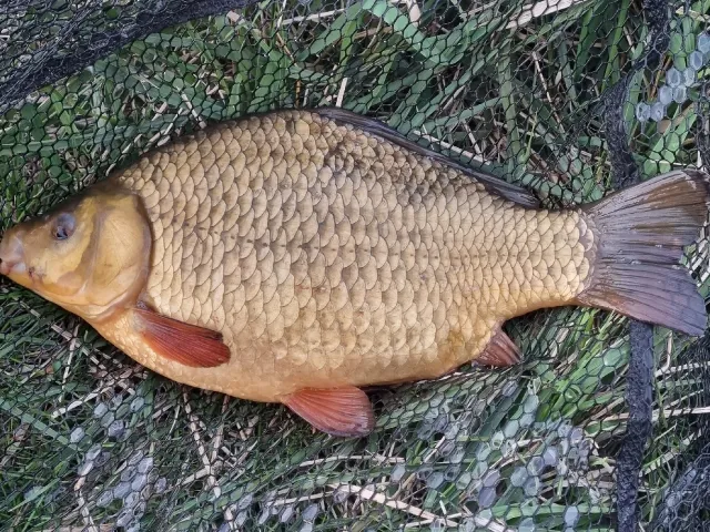 Karausche