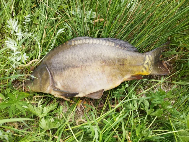 Karpfen