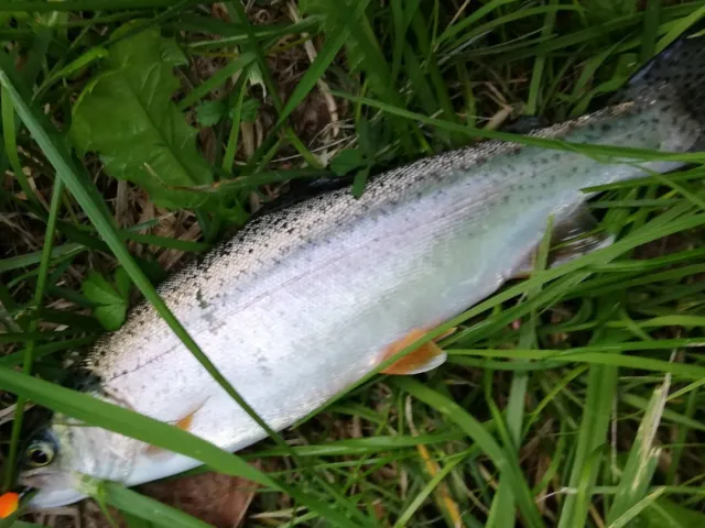 Regenbogenforelle