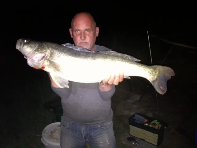 Zander