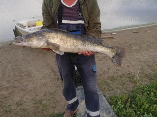 Zander