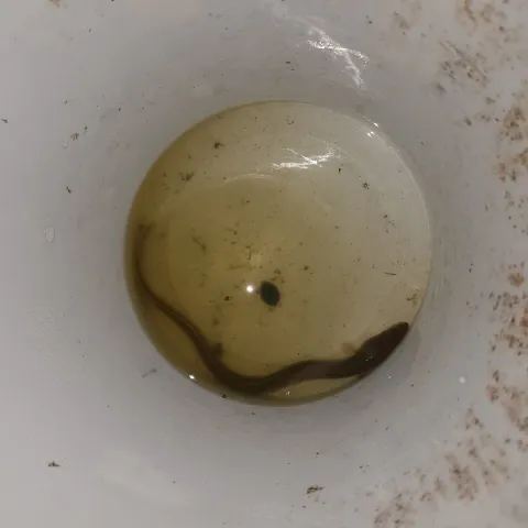 Aal