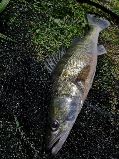 Zander
