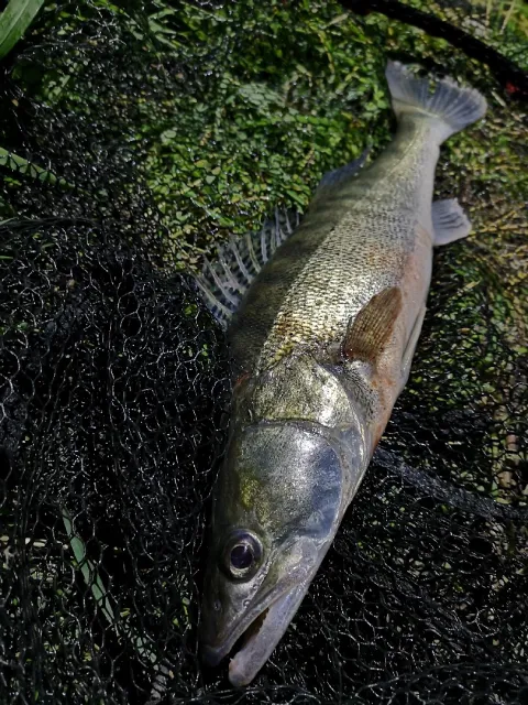 Zander