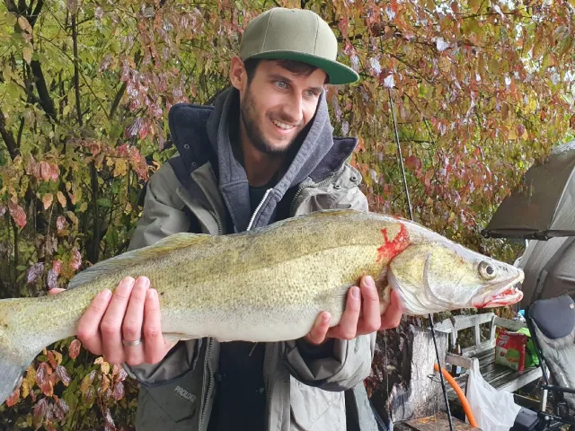 Zander