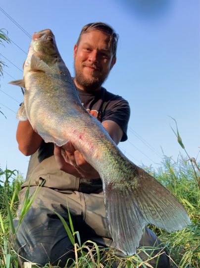 Zander