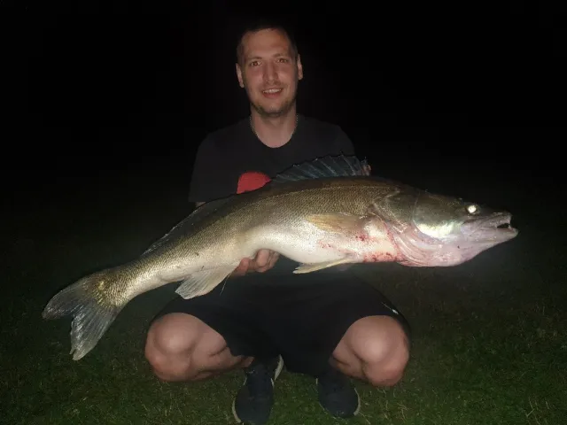 Zander
