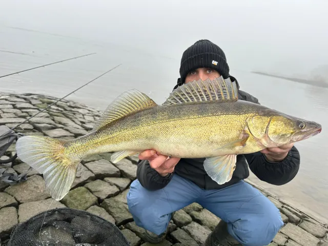 Zander