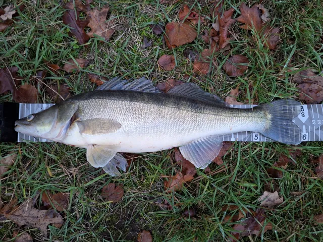 Zander