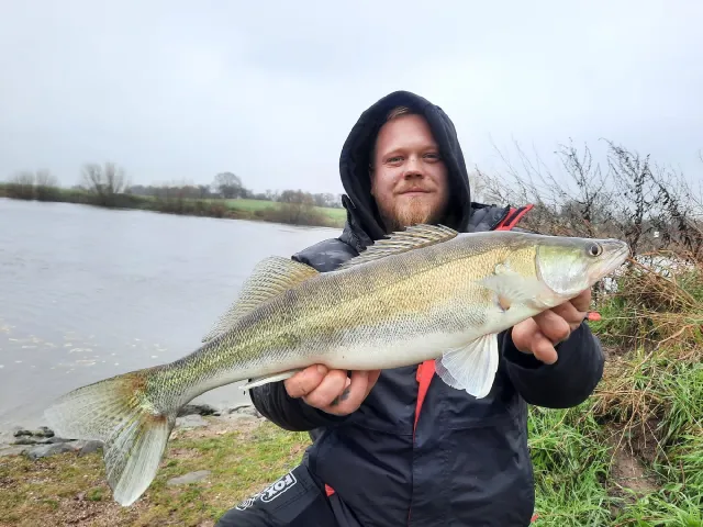 Zander