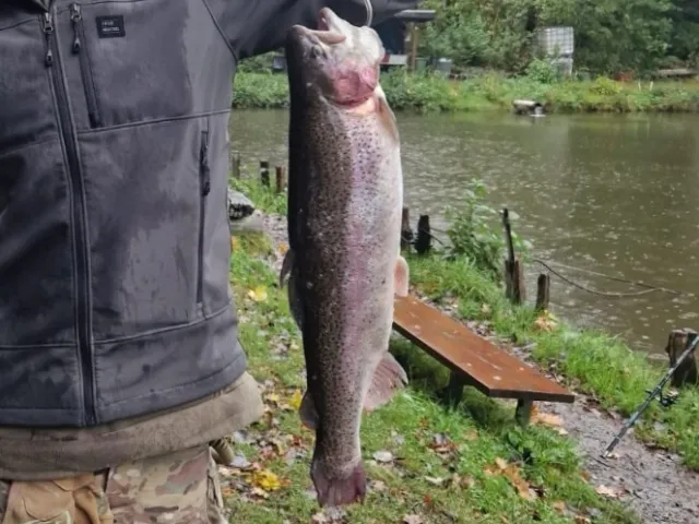 Regenbogenforelle