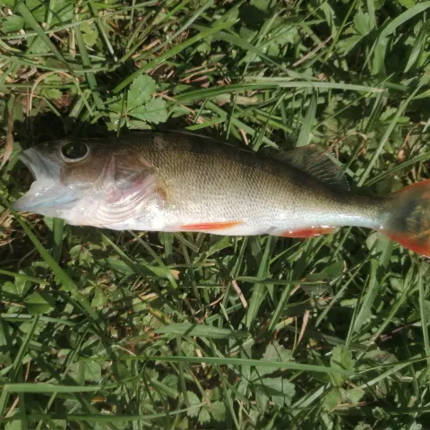 Flussbarsch