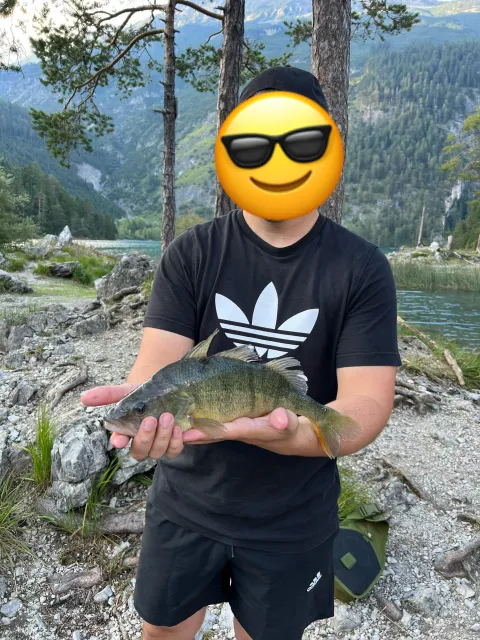 Flussbarsch
