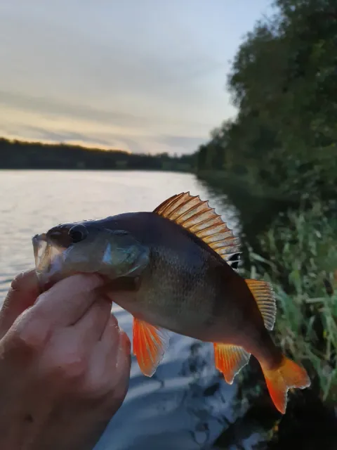 Flussbarsch