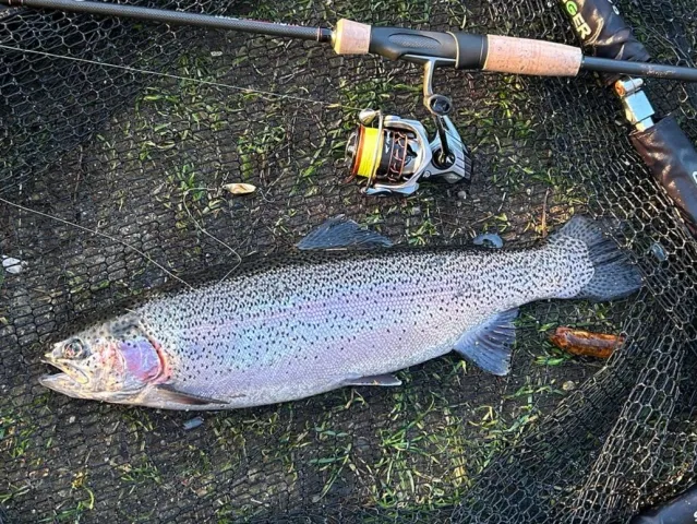 Regenbogenforelle