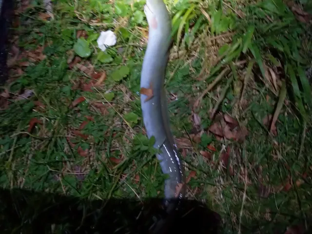 Aal