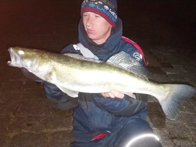 Zander