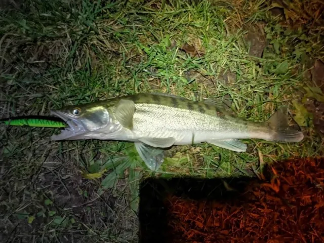 Zander