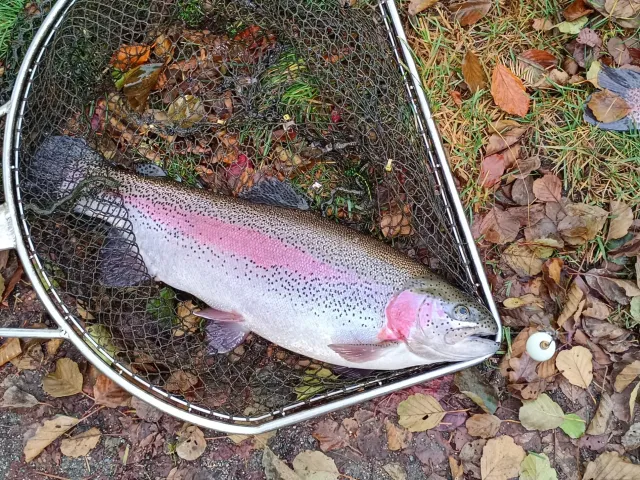 Regenbogenforelle