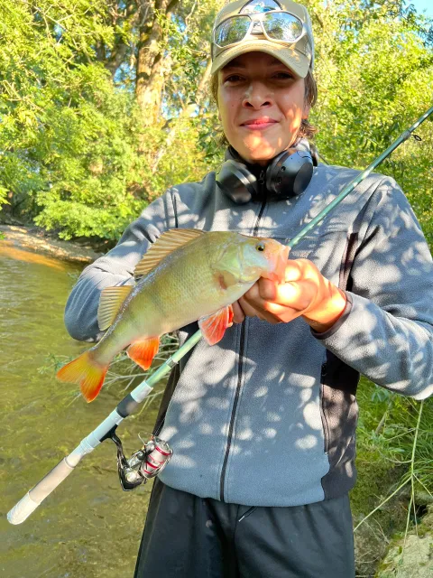 Flussbarsch