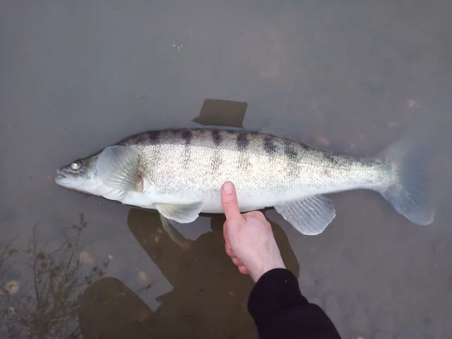 Zander