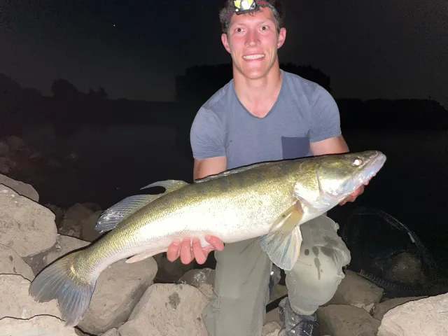 Zander