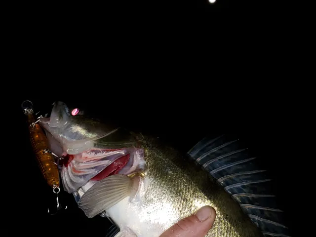Zander