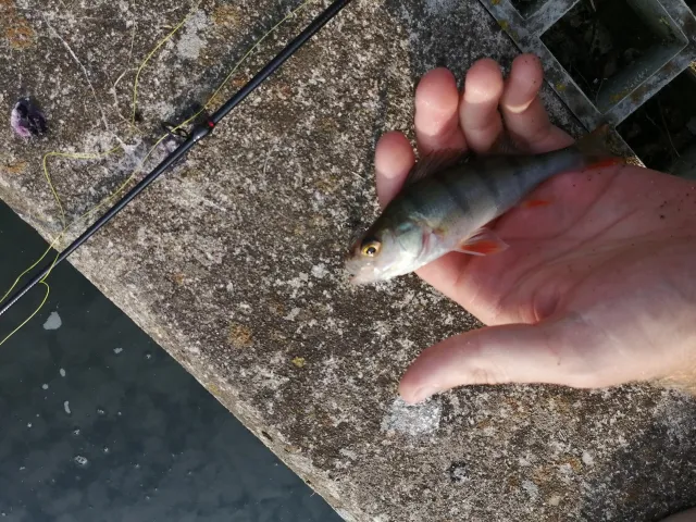 Flussbarsch