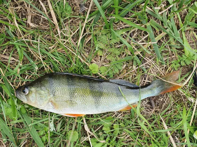 Flussbarsch