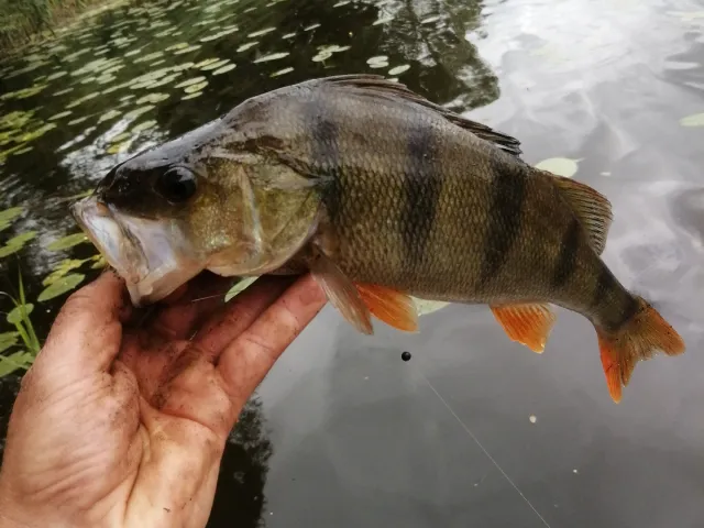 Flussbarsch