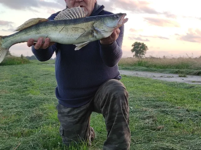 Zander